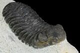 Morocops Trilobite - Visible Eye Facets #120076-3